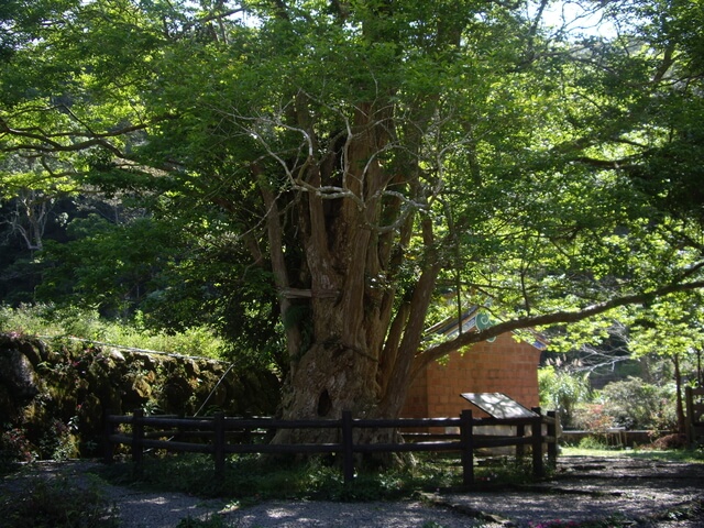 九芎神木 九芎公廟