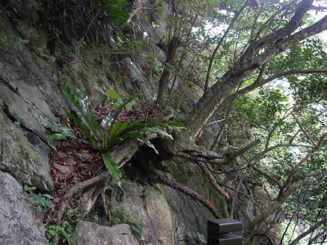 長春祠步道 絕壁上的樹