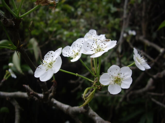 水梨開花