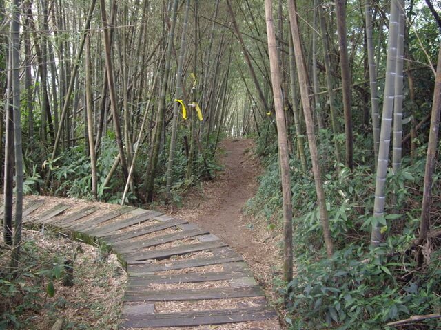 大尖山 竹林叉路