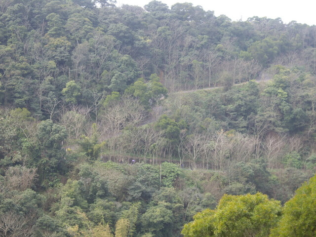 臥龍坡步道、藤山步道