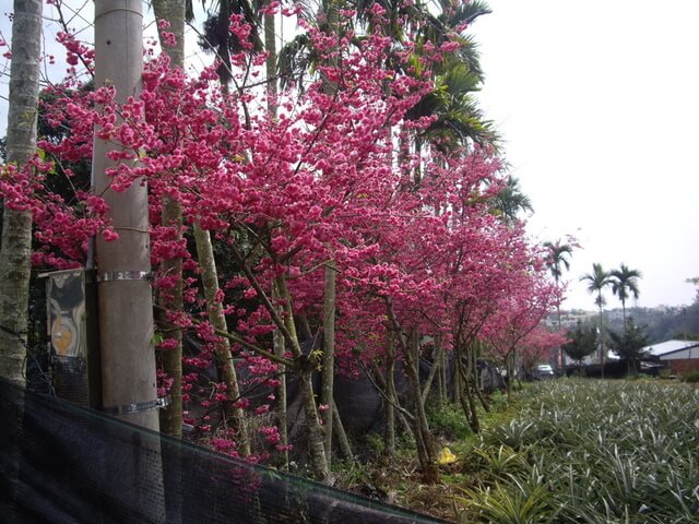 臥龍坡步道 福星宮 盛開的櫻花