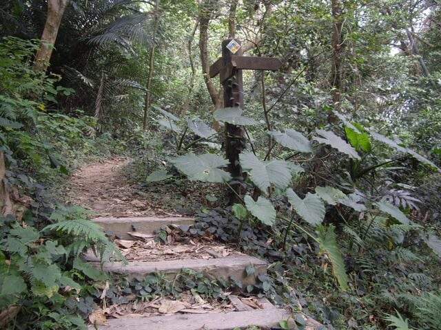 桃源里森林步道、坑子內山