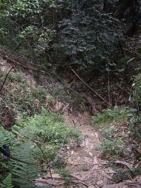 桃源里森林步道、坑子內山