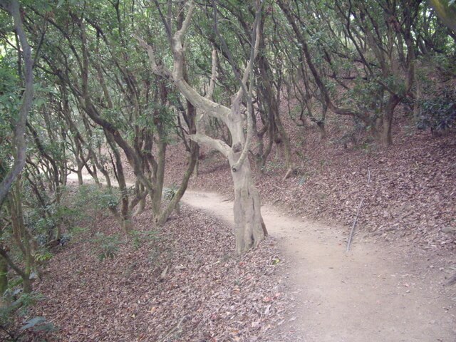 桃源里森林步道、坑子內山