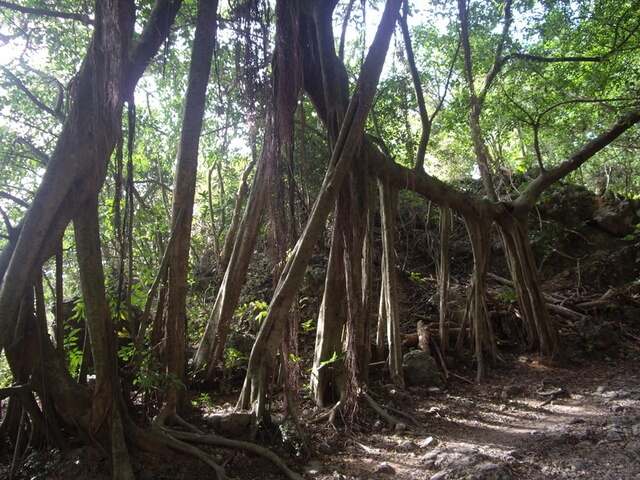 壽山 榕樹