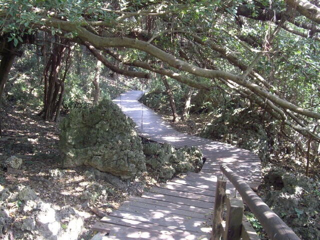 壽山 老榕樹