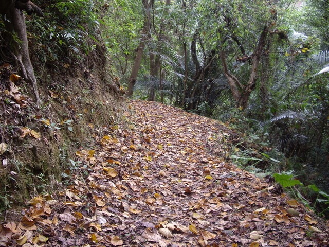樹杞林山 油桐花落葉舖滿步道