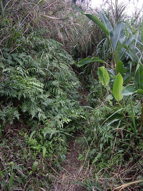 鵲子山