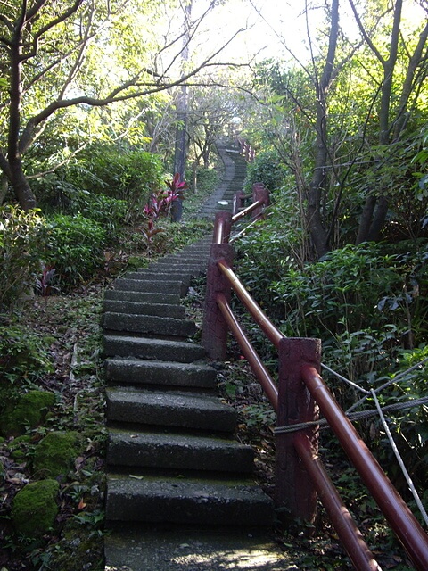 紅淡山 櫻花