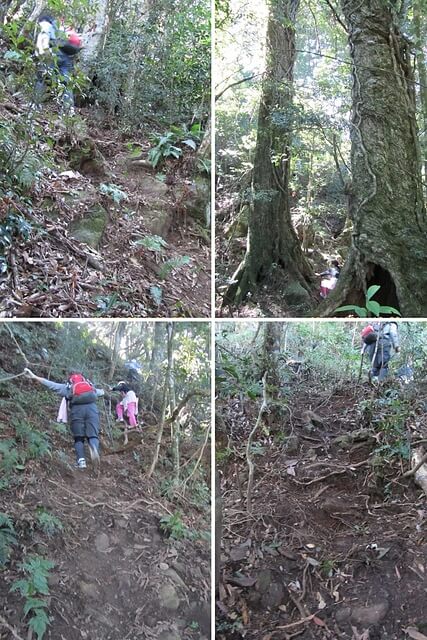 加里山(大坪林道路線)