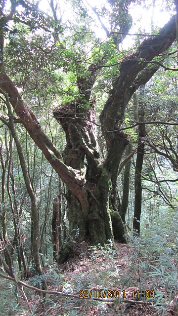 加里山(大坪林道路線)