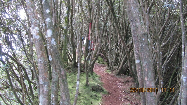 加里山(大坪林道路線)