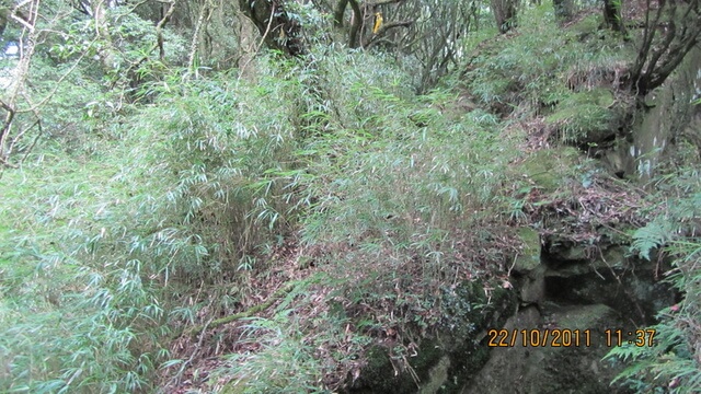 加里山(大坪林道路線)