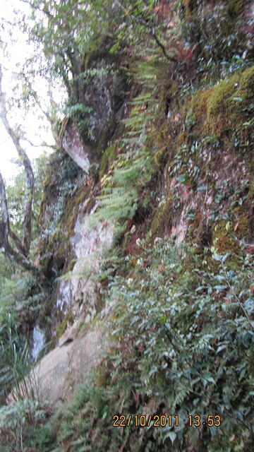 加里山(大坪林道路線)