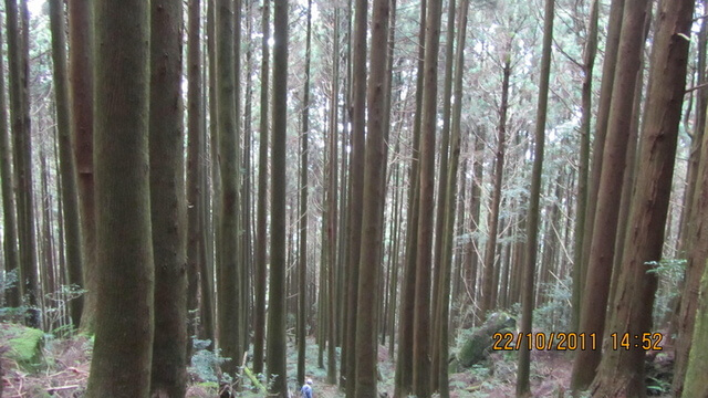 加里山(大坪林道路線)