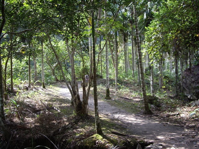 砂卡噹步道 檳榔園