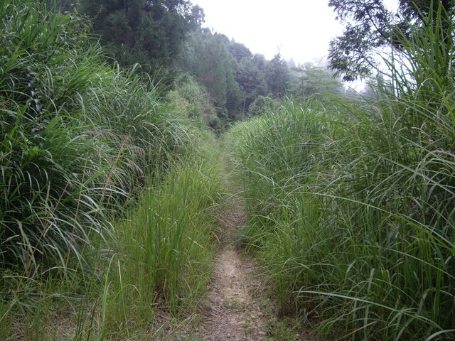 盡尾山 芒草