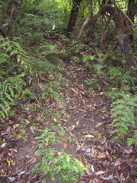 東穗山 濕滑山徑 拉繩