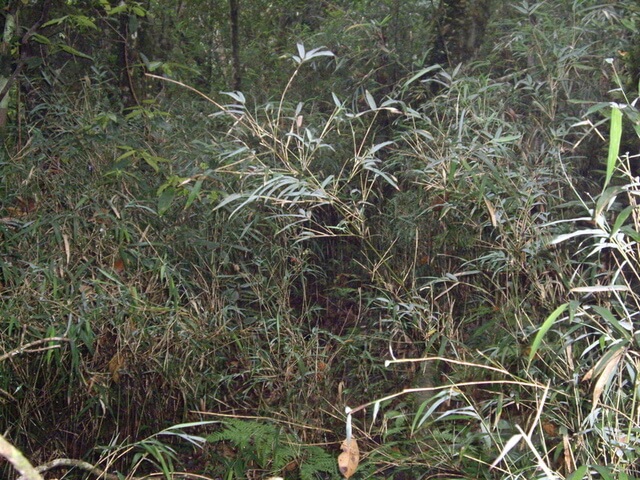 東穗山 箭竹林