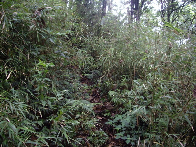 東穗山 箭竹林