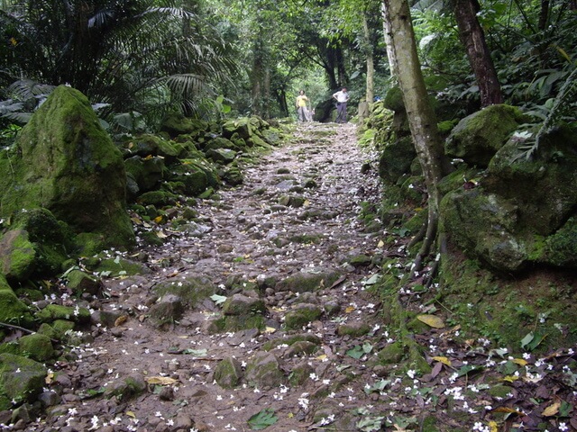 油桐花 小粗坑古道、小粗坑山