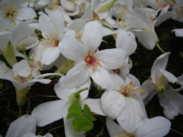 油桐花 小粗坑古道、小粗坑山