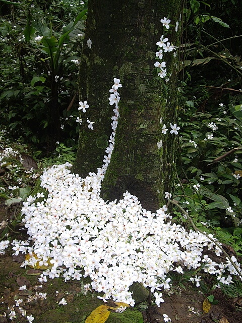 油桐花 小粗坑古道、小粗坑山