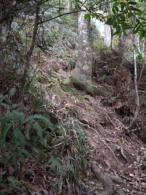 惠蓀林場、小出山