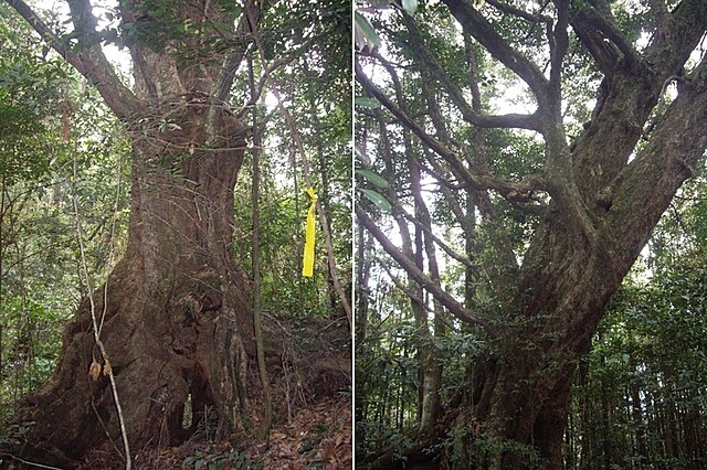 惠蓀林場、小出山