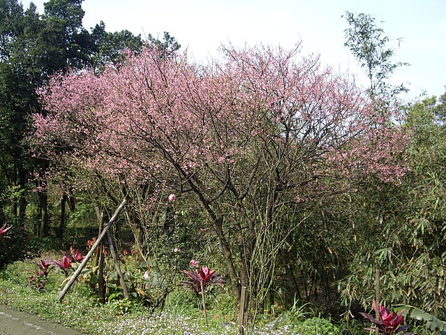 盛開的櫻花 泰安瀑布、旗尾崙、姜子寮山