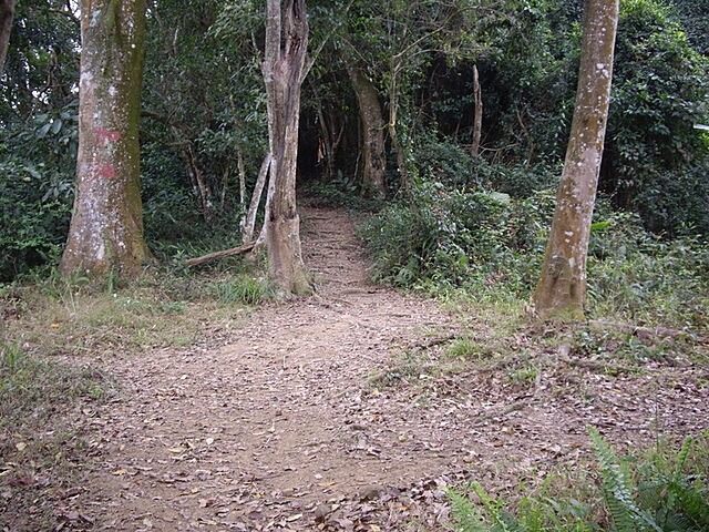 赤柯山、赤柯山南峰、東獅頭山