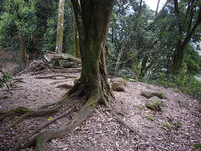 赤柯山、赤柯山南峰、東獅頭山