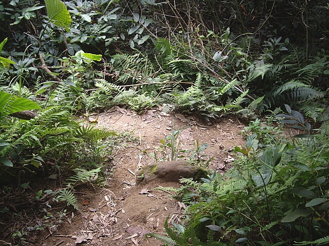 赤柯山、赤柯山南峰、東獅頭山