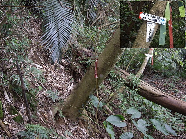 紙湖古道、三字坑山、三尖山、三尖山東北峰、新莊山