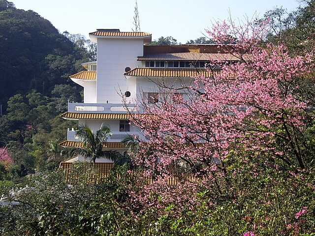 天道清修宮附近櫻花正在盛開