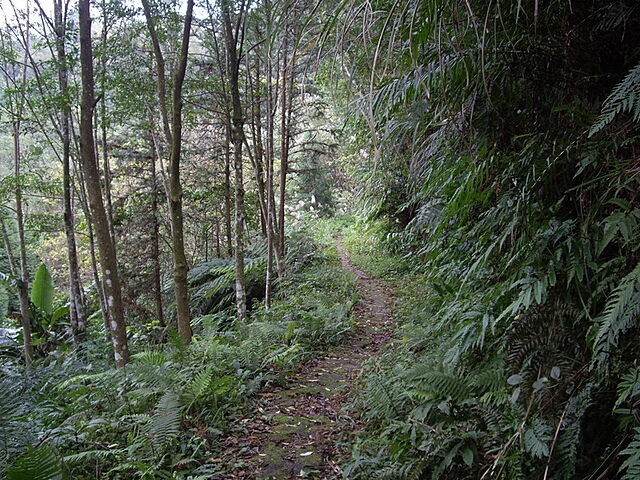 瑞峰步道 福德森林步道、上瑞步道