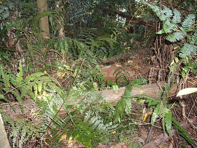 馬那邦山(珠湖線)、細道邦山