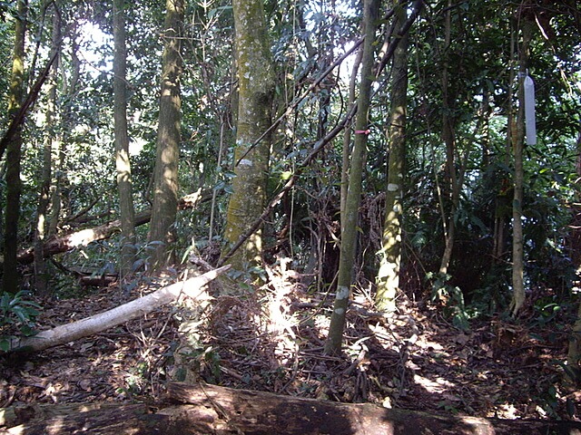 馬那邦山(珠湖線)、細道邦山