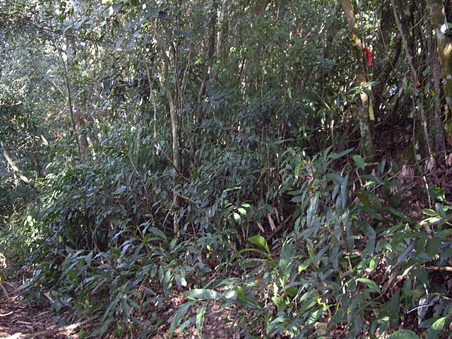 馬那邦山(珠湖線)、細道邦山