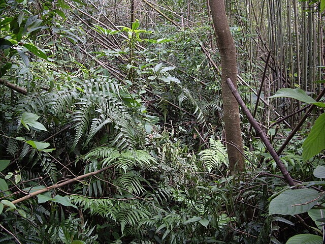 牌子山、金平山