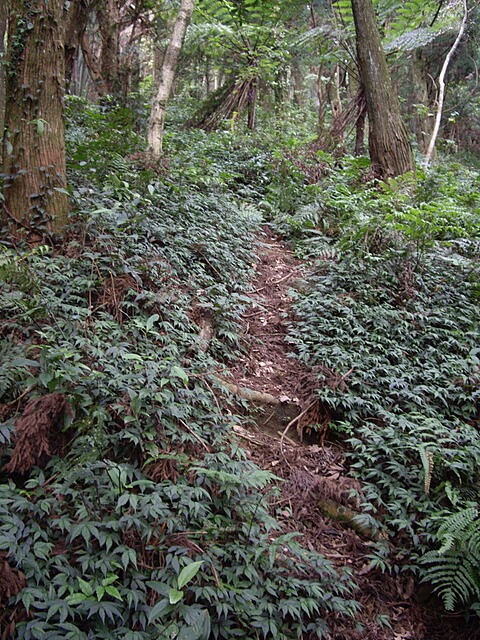 牌子山、金平山