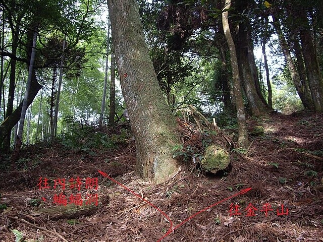 牌子山、金平山