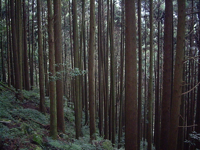 【苗栗南庄】哈堪尼山