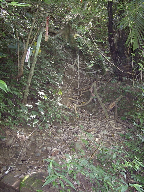 桐林花廊步道、奧山步道、奧山、樟樹林步道、北坑溪步道