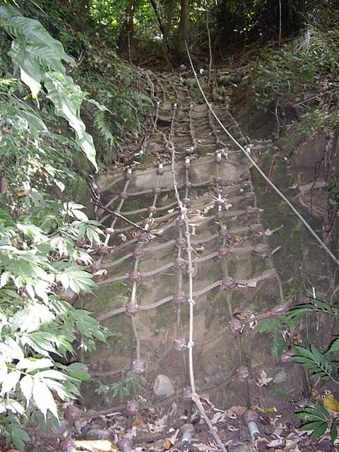 桐林花廊步道、奧山步道、奧山、樟樹林步道、北坑溪步道