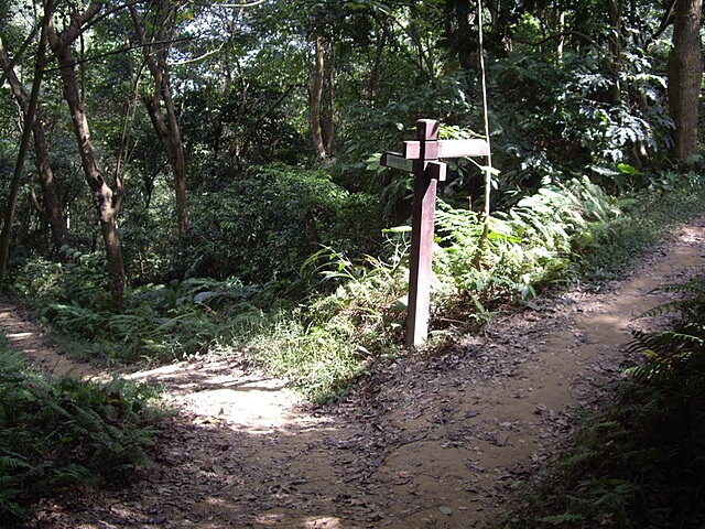 桐林花廊步道、奧山步道、奧山、樟樹林步道、北坑溪步道