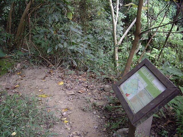 桐林花廊步道、奧山步道、奧山、樟樹林步道、北坑溪步道