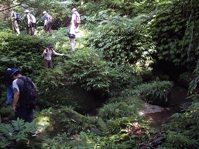 金山面山、金面山、山麻坑山、坑底山