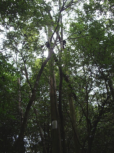 大混山、牛欄坑山